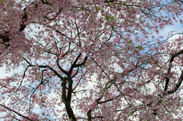 cherry tree in blossom. pink flowers.