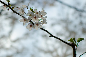 branch of a cherry tree in spring.