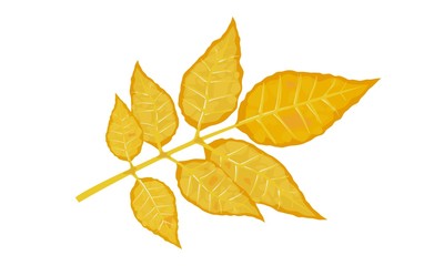 Yellow leaf of fraxinus or ash tree. Calmness, melancholy, tranquillity, beautiful nature concept.. Hello autumn, bye summer. Vector cartoon illustration isolated on white background.