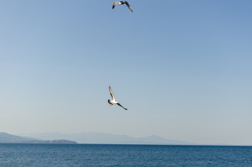 Fototapeta na wymiar seagull flying over the sea.