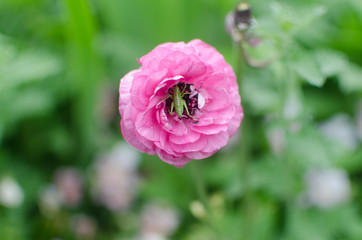 red flower in the garden. locust in flower.