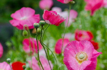pink flowers in the garden.