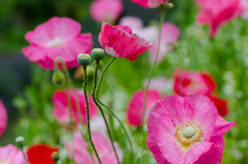 Obraz premium pink flowers in the garden.