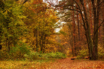 Obraz premium Piękny park jesienią