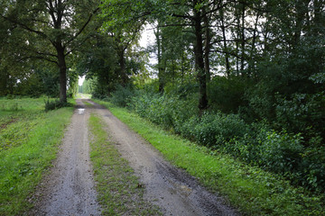 Forest path, wild nature landscape