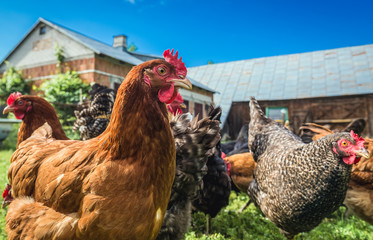 Group of chicken on a farmyard in a village located in Mazowieckie Province of Poland - obrazy, fototapety, plakaty