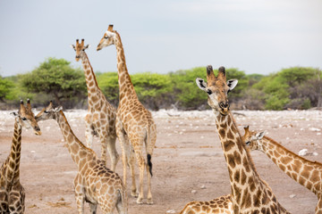 A herd of giraffes - the one on the right is focused, Etosha, Namibia, Africa