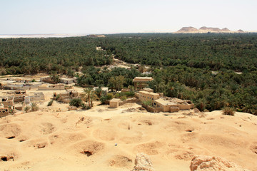 Fototapeta na wymiar Date Palm Plantation in Siwa, Siwa Oasis, Egypt, seen from the Mountain of the Dead