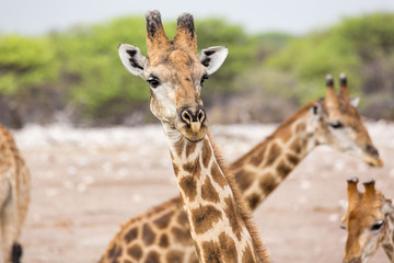 Close up of a curious giraffe looking into the camera, Etosha, Namibia, Africa