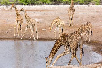 A group of giraffes at a waterhole, Etosha, Namibia, Africa
