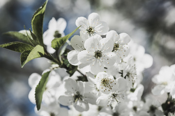 Cherry flowers frame