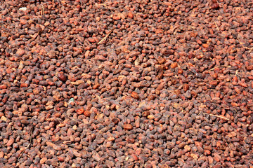 Dates drying in the hot desert sun in Siwa Oasis, Egypt