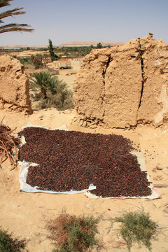 Dates drying in the hot desert sun at Siwa Oasis, Egypt
