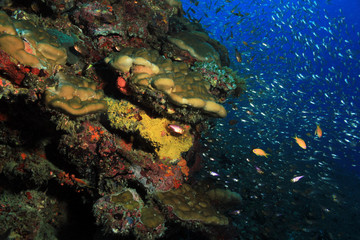 Coral Reef Wall and Schooling Fish. South Ari Atoll, Maldives