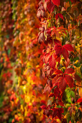 Wild grape red leaves