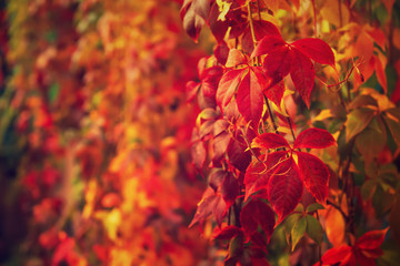 Wild grape red leaves