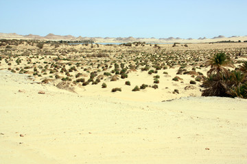 Fototapeta na wymiar Deadly Salt Lake near the Libyan Border, Siwa Oasis, Egypt