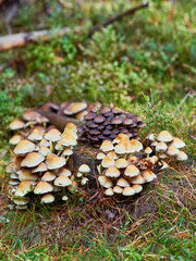 Several woodland mushrooms, Hypholoma Fasciculare, known as the sulphur tuft, sulfur tuft or clustered woodlove, growing together in large flocks on a dead rotting tree stump.