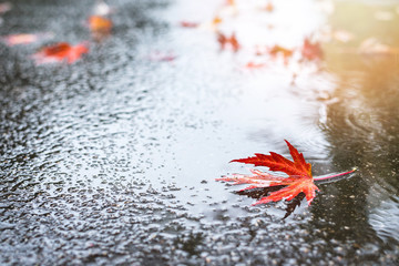 Beautiful fallen autumn leaves with water drops on ground.