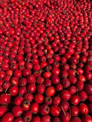 cranberries background