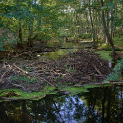 Beaver lodge dam construction in a sunny autumn forest.