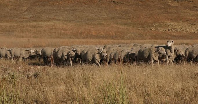 Sheep herd high mountain range herder on horse. Sheep herder on horse, dogs and large herd on summer mountain range. Roundup move to desert valley for harsh coming winter snow season.