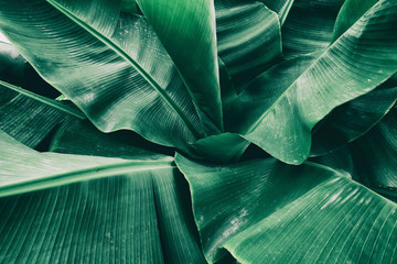 banana leaf, big tropical palm foliage, green nature background