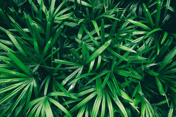 Naklejka na ściany i meble tropical leaf, dark green foliage in rainforest, nature background