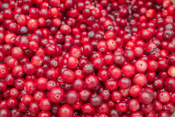 Ripe Red cranberries collected in the forest lies in the container