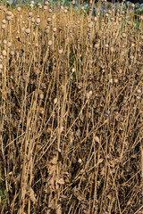 Mohnfeld mit Schlafmohn