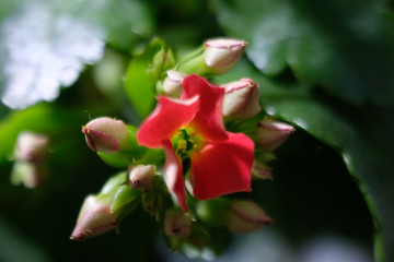Obraz na płótnie Canvas kalanchoe flower