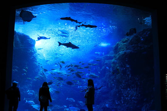 25 655 Best Cleaning Fish Tank Images Stock Photos Vectors Adobe Stock
