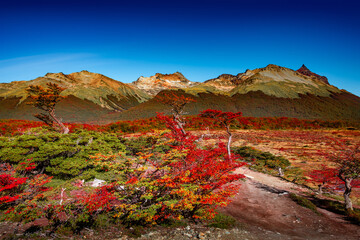Panoramic view of magical colorful fairytale forest at Tierra del Fuego National Park in Patagonia,...