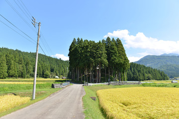 神社のある風景（秋）