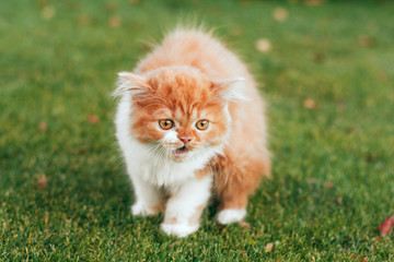 Naklejka na ściany i meble Angry fluffy ginger kitten on the green grass in the garden.