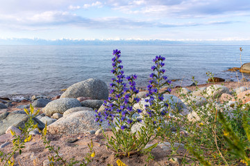 Issyk-Kul lake with Echium vulgare flowers on a rocky beach and mountains with snow-capped peaks on...