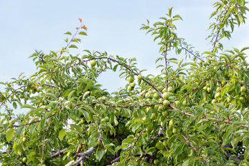 Apricot tree branches with green unripe fruits in the foliage. Kyrgyzstan