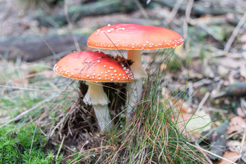 amanita_muscaria