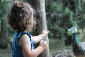 beautiful girl feeds a peacock in the park, cute baby