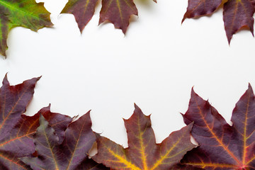Purple maple leafs on white background with please fot text. Autumn flat lay.