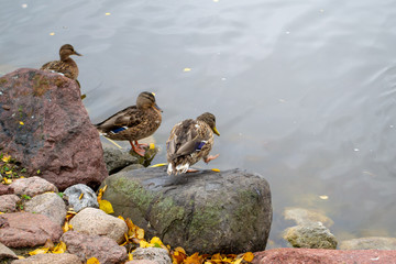Duck in park pond. Birds sitting on stones. Coast of lake.