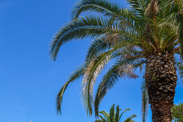 Fototapeta na wymiar background with blue sky and branch of palm leaf. with space for your text