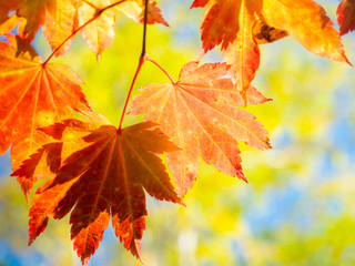 紅葉 秋 空