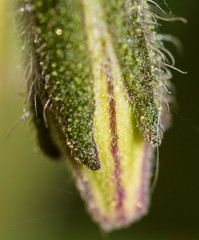 Yellow flower on a tomato plant
