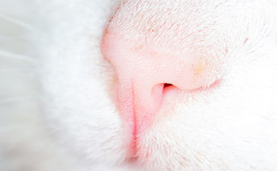 Fototapeta premium Nose on a white cat
