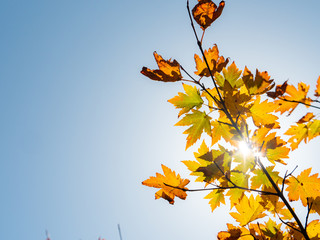 紅葉 秋 空