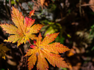 紅葉 秋 空