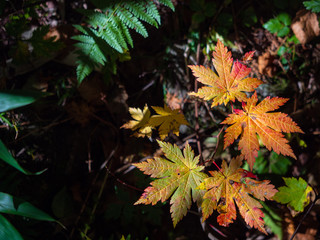 紅葉 秋 空