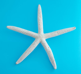 Sea shell of a star on a blue background