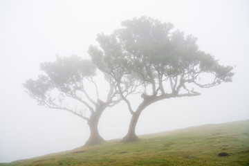 In the spell of ancient laurel trees